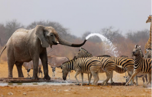 Bauchi St - Yankari Game Reserve 1