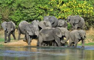 Bauchi St - Yankari Game Reserve