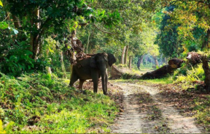 Taraba St - Gashaka Gumti National Park